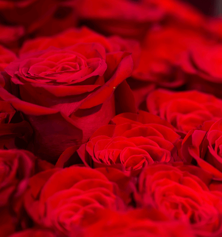 Roses