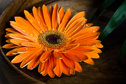 Gerberas