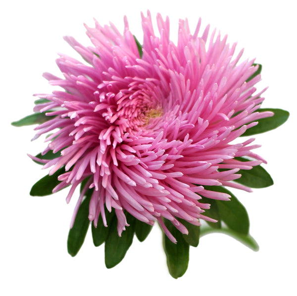 Aster Pink