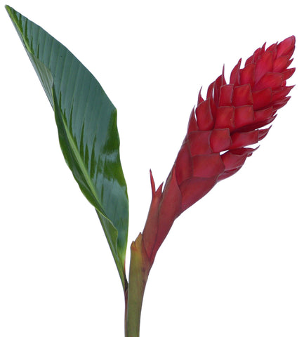 Alpinia Red