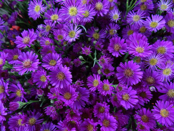 Aster