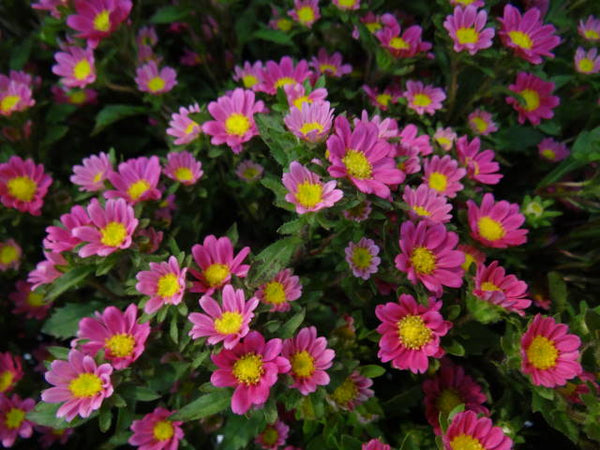 Aster Pink