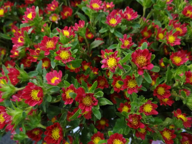 Aster Red