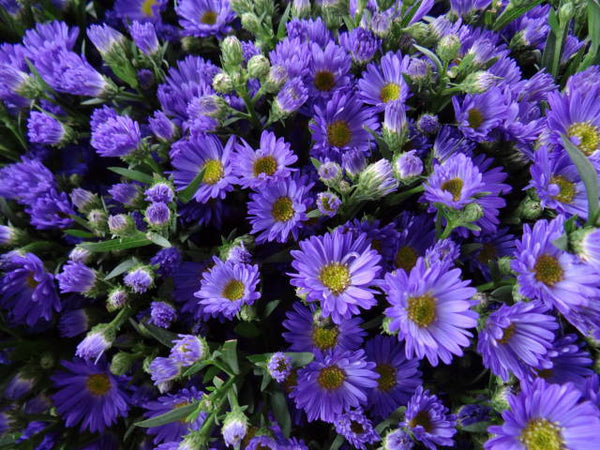 Aster lilac