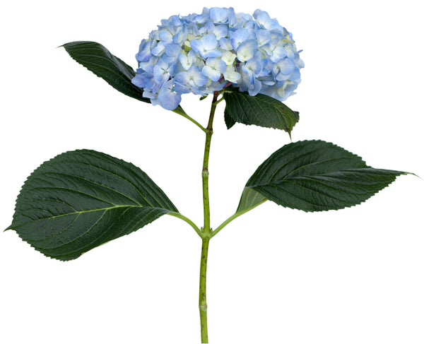 Blue Hydrangea