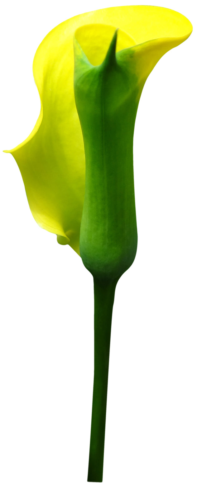 Calla Captain Aquila