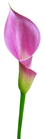 Calla Lavender