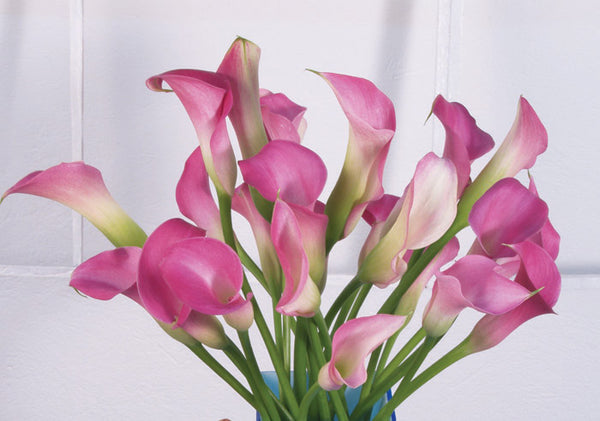 Lilac Callas