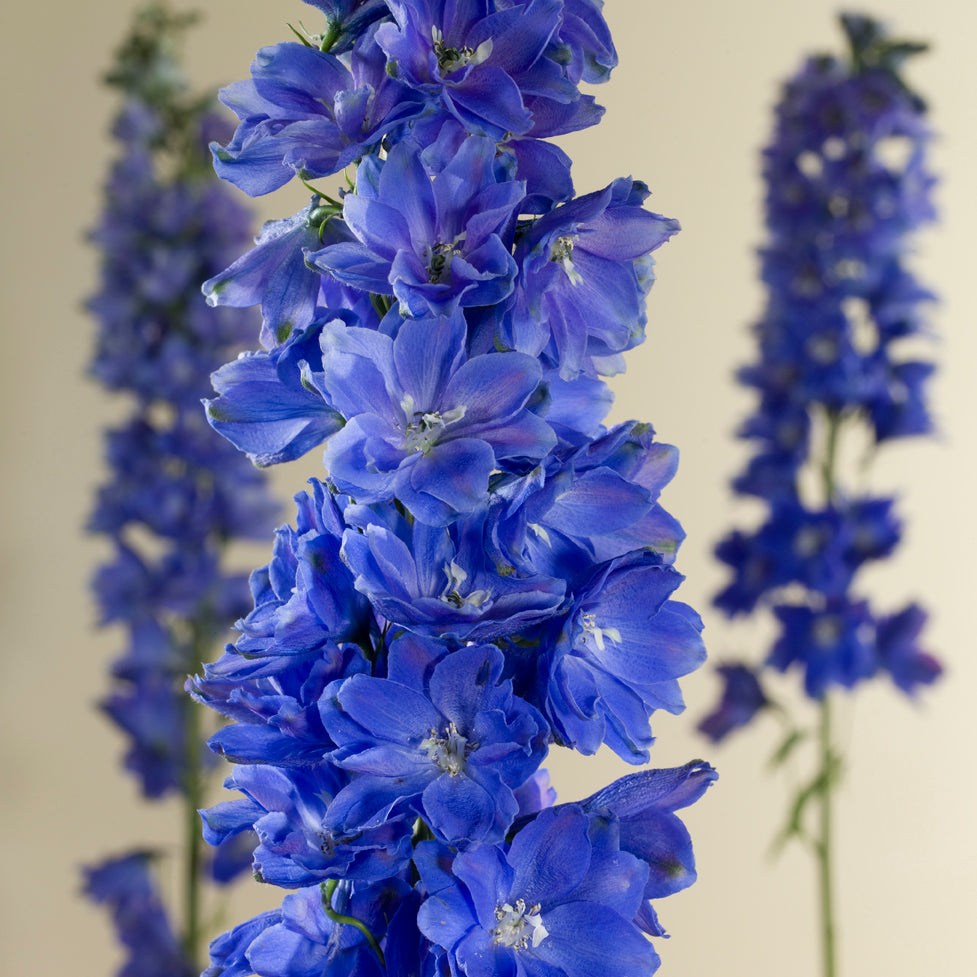 Delphinium