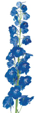 Delphinium