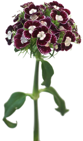 Dianthus