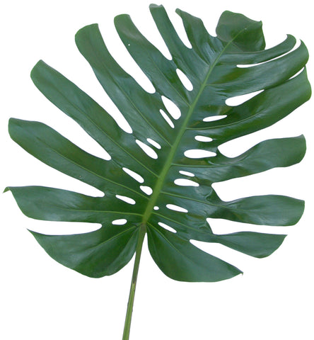 Dracena Leaf