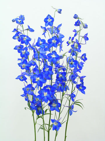 Delphinium Starwaltz