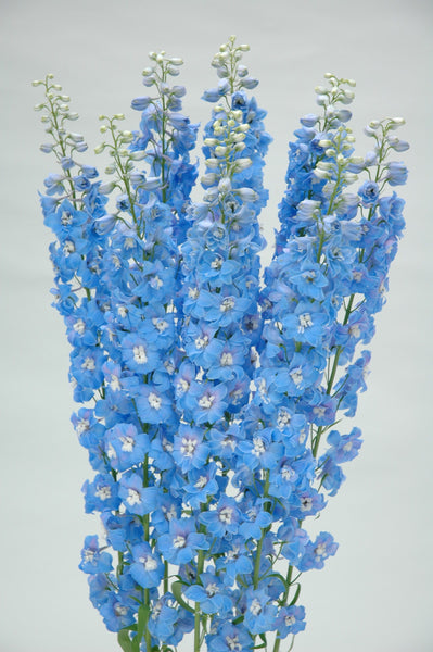 Delphinium Triton Light Blue