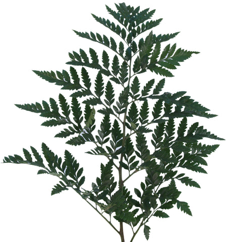 Fern