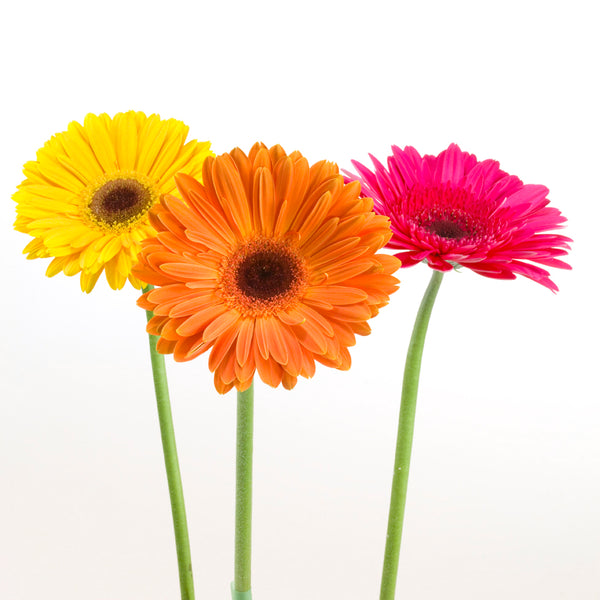 Gerbera Opening