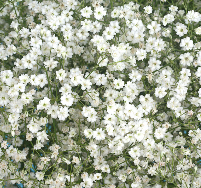 Gypsophilia