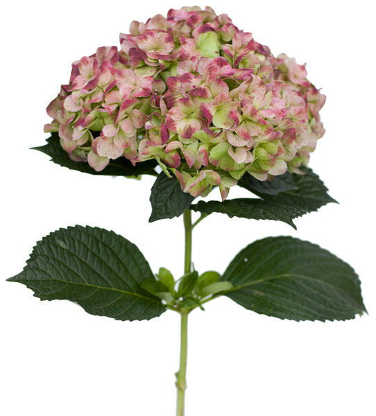 Heritage Hydrangea