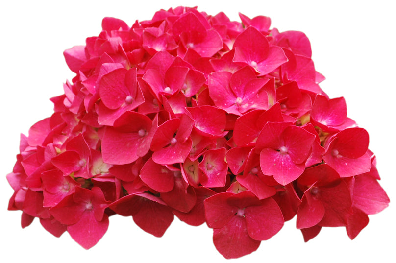 Hot Pink Hydrangea