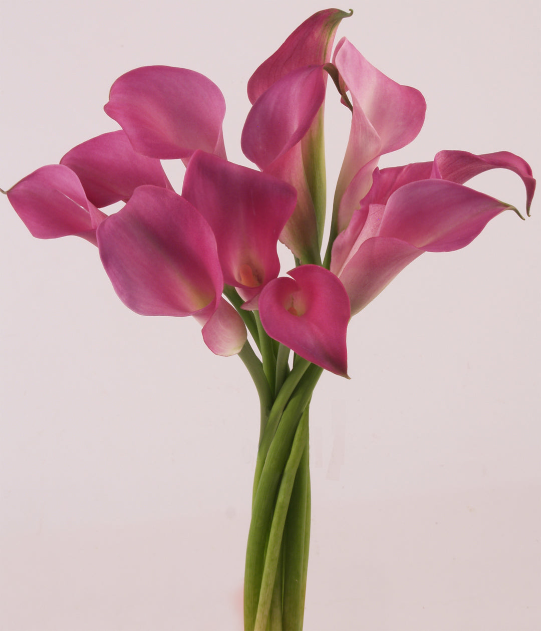 Calla Lavender