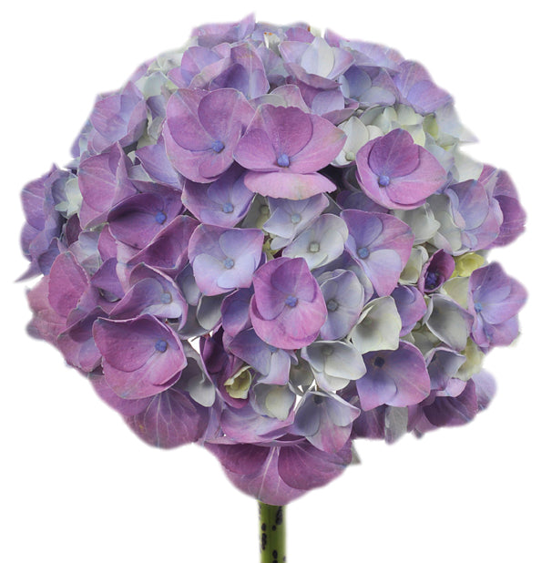 Lavender Hydrangea