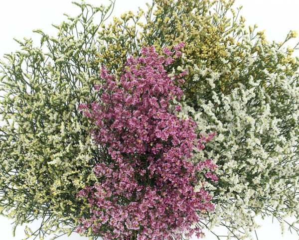 Limonium varieties