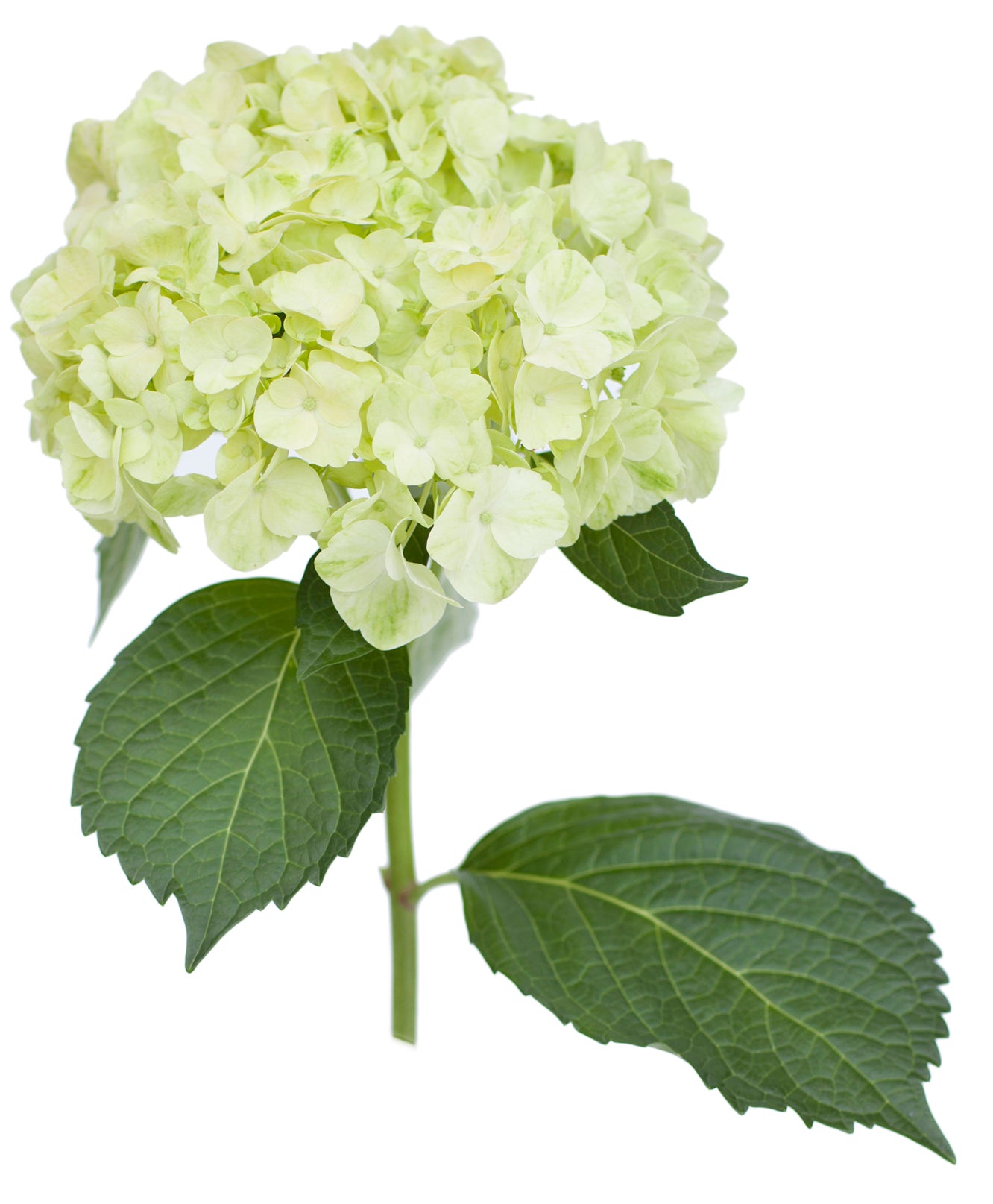 Mojito Hydrangea