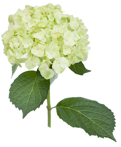 Mojito Hydrangea