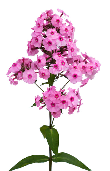 Phlox Miss Ann