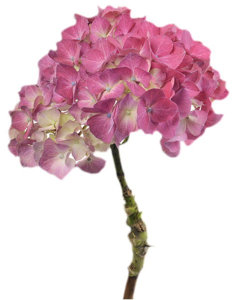 Pink Hydrangea