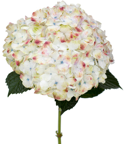 Rose Hydrangea