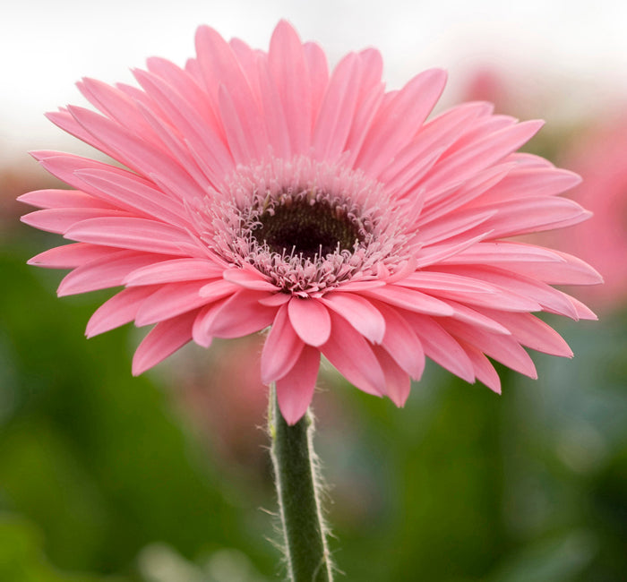 Rose gerbera