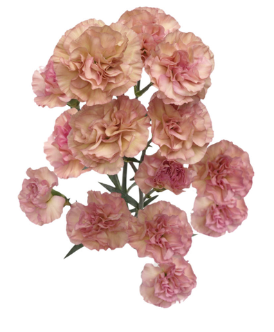 Spray Carnations