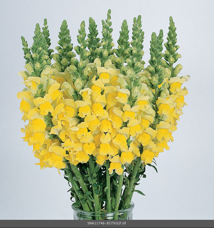 Snap Dragon Yellow