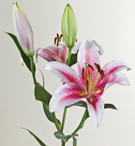 Lilies