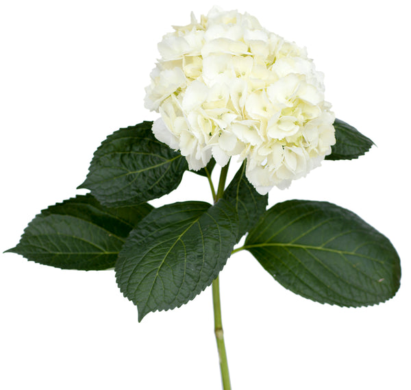 White Hydrangea