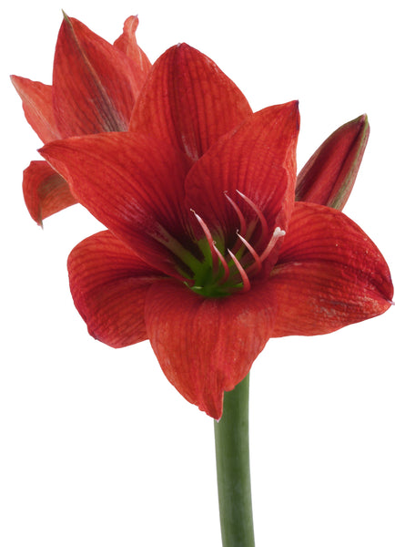 Red Amaryllis