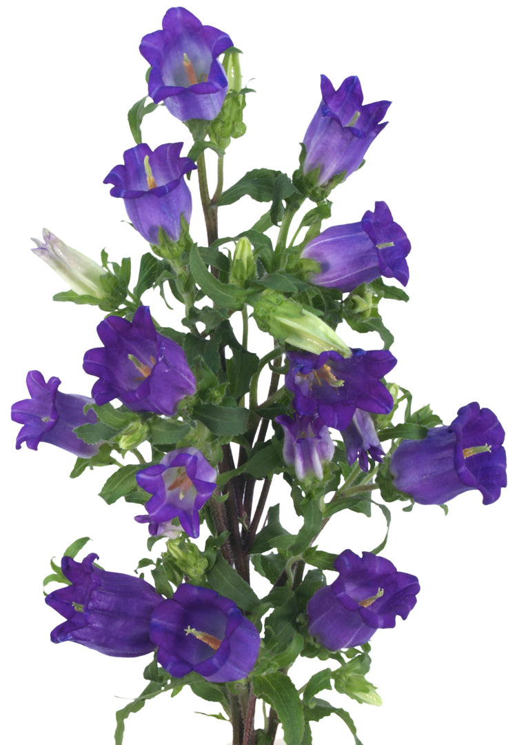 Blue campanula