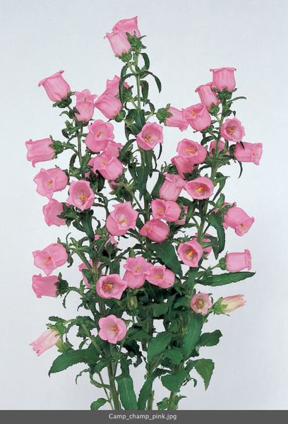 Pink Campanula