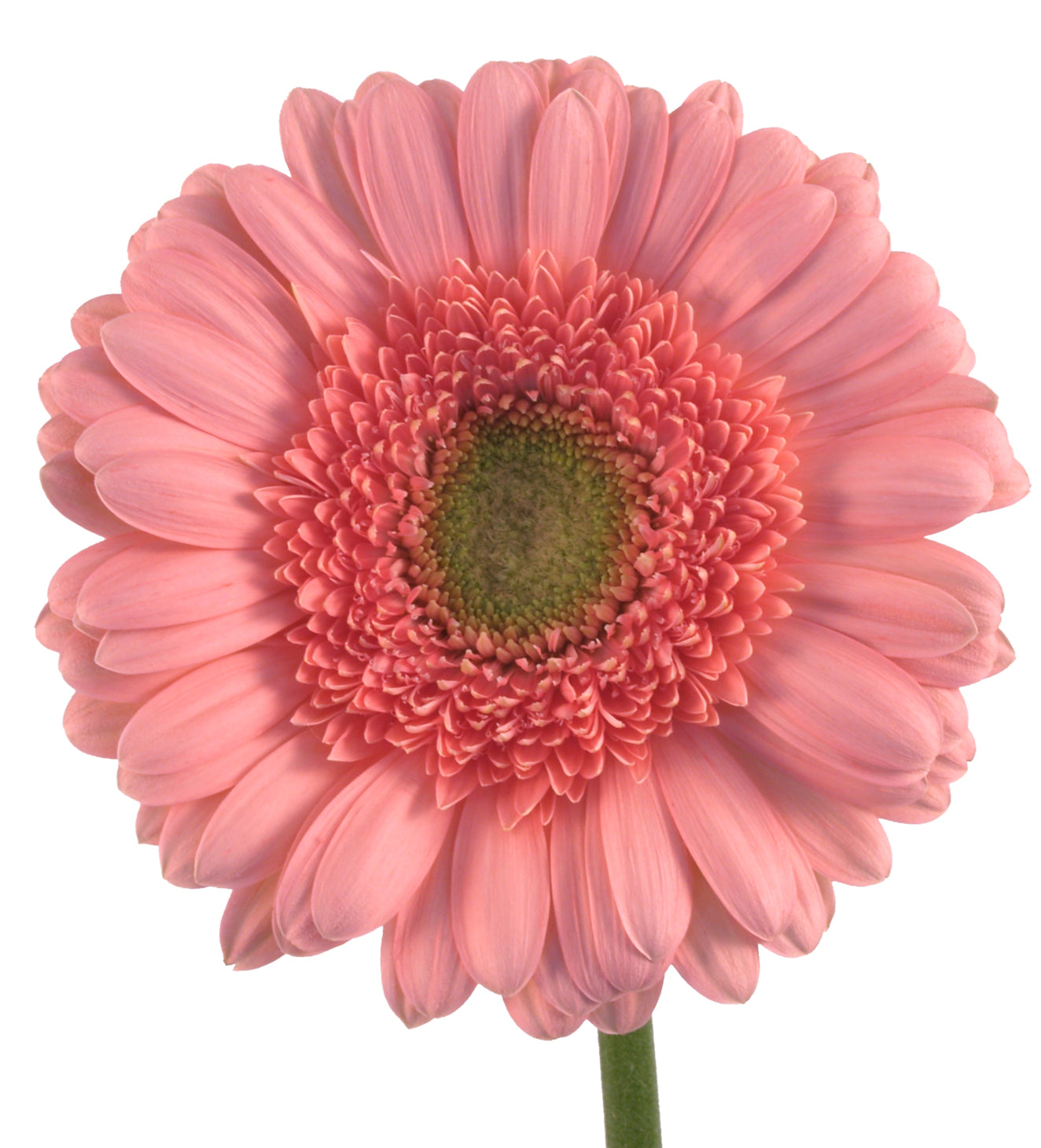 Light Pink Elegance