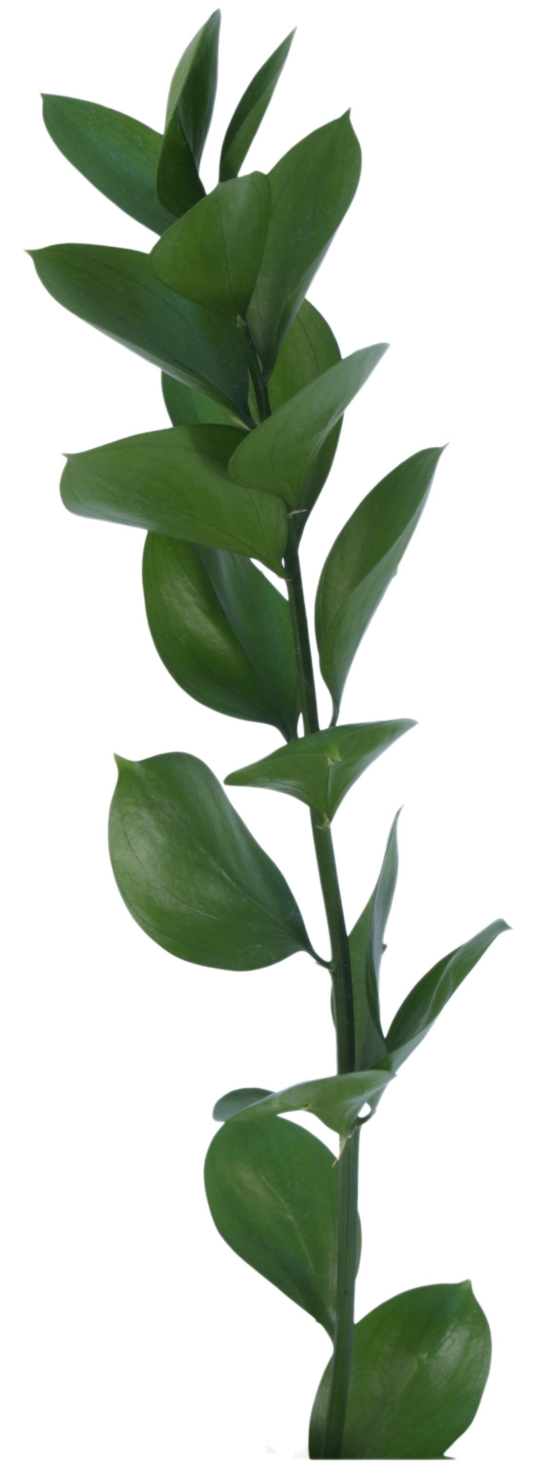 Ruscus